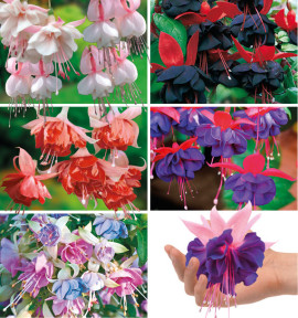 COLIBRIANT 6 FUCHSIAS : 1 JOUR DE MARIAGE + 1 ROYAL MOZAIC + 1 MOODY BLUES + 1 MILLENIUM + 1 BICENTENNIAL + 1 GENERAL MONK