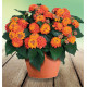 LANTANA HAVANA® ORANGE