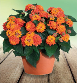 LANTANA HAVANA® ORANGE