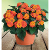 LANTANA HAVANA® ORANGE