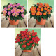COLIBRIANT 3 LANTANAS : 1 HAVANA ROSE + 1 HAVANA RED + 1 HAVANA ORANGE