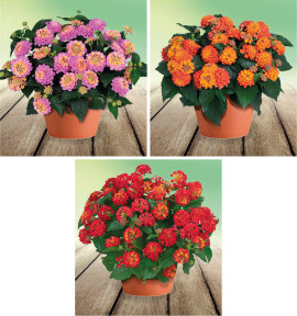 COLIBRIANT 3 LANTANAS : 1 HAVANA ROSE + 1 HAVANA RED + 1 HAVANA ORANGE