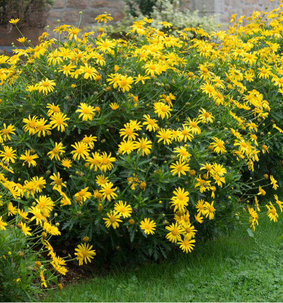 EURYOPS CHRYSANTHEMOIDES 'SUNSHINE'