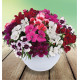 OEILLET DE CHINE CORONET
