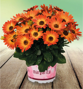 OSTEOSPERMUM MARGARITA ORANGE FLARE