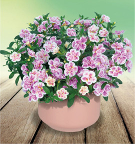 CALIBRACHOA ALOHA® DOUBLE PINK BLUSH