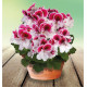 PELARGONIUM ELEGANCE® BRAVO