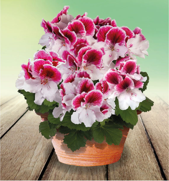 PELARGONIUM ELEGANCE® BRAVO