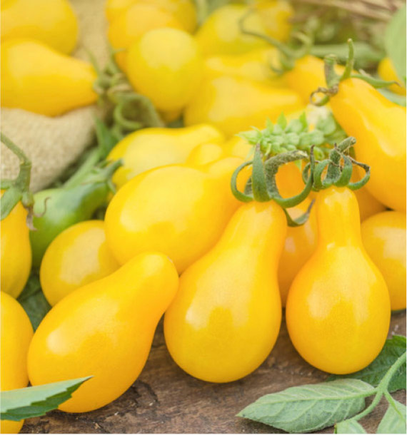 TOMATE CERISE POIRE JAUNE A PLANTER