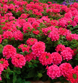 VERVEINE ENDURASCAPE® HOT PINK