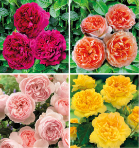 COLIBRIANT 4 ROSIERS ANGLAIS : 1 HERITAGE + 1 WILLIAM SHAKESPEARE + 1 GRAHAM THOMAS + 1 ABRAHAM DARBY