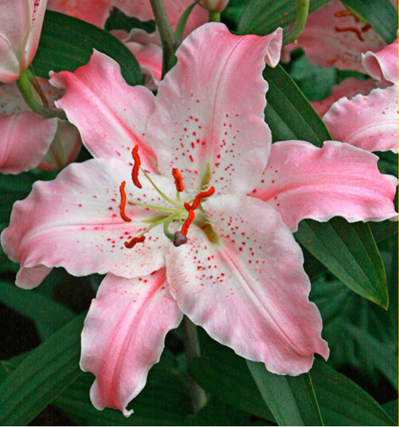 LIS ORIENTAL VIRTUOSO