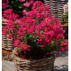 LILAS DES INDES WITH LOVE® KISS