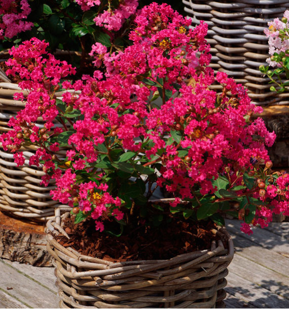 LILAS DES INDES WITH LOVE® KISS
