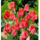 TULIPE GREIGII TORONTO