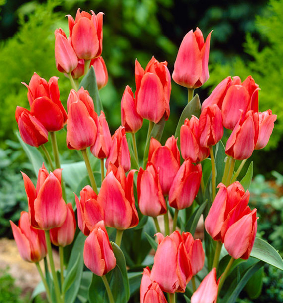 TULIPE GREIGII TORONTO