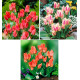 COLIBRIANT 30 TULIPES BOTANIQUES PLURIFLORES : 10 TORONTO + 10 QUEBEC + 10 ORANGE TORONTO