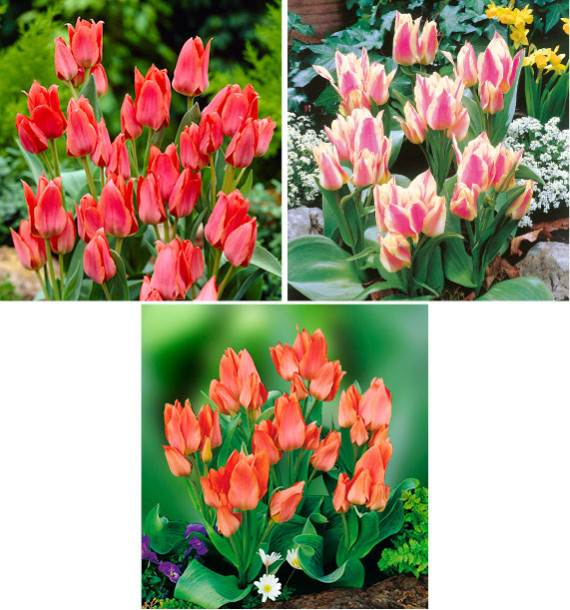 COLIBRIANT 30 TULIPES BOTANIQUES PLURIFLORES : 10 TORONTO + 10 QUEBEC + 10 ORANGE TORONTO