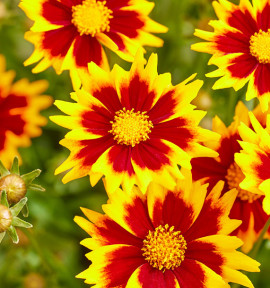 COREOPSIS SOLAR® JEWEL