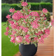 HYDRANGEA SERRATA EUPHORIA PINK