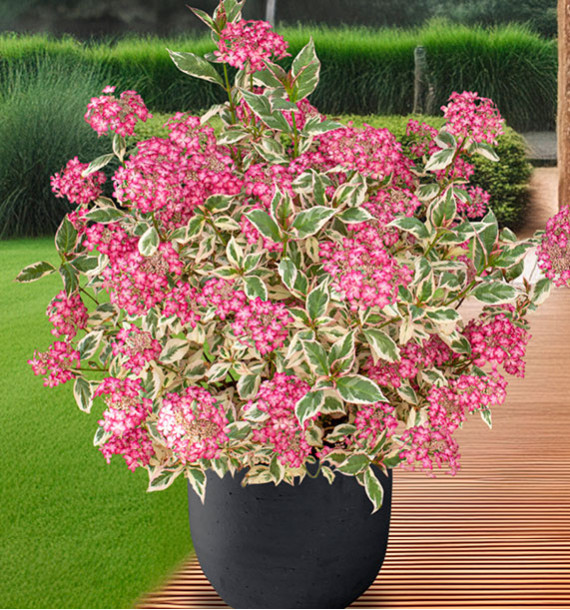 HYDRANGEA SERRATA EUPHORIA PINK