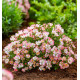 ROSIER CUTIE PIE®