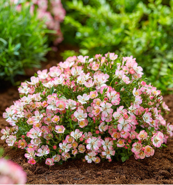 ROSIER CUTIE PIE®