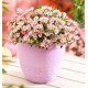ROSIER CUTIE PIE®