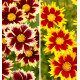 CB 4 COREOPSIS : 2 RED ELF + 2 FIREFLY