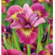 IRIS SIBIRICA RUBY GOLD