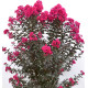 LAGERSTROEMIA IND. BLACK DIAMOND® MYSTIC MAGENTA