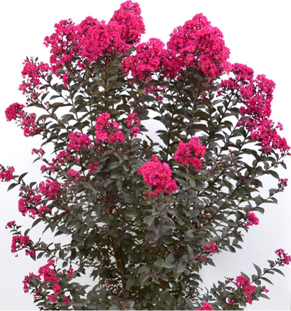 LAGERSTROEMIA IND. BLACK DIAMOND® MYSTIC MAGENTA