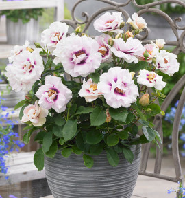 ROSIER DE PERSE EYES FOR YOU