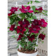 clematite-nubia