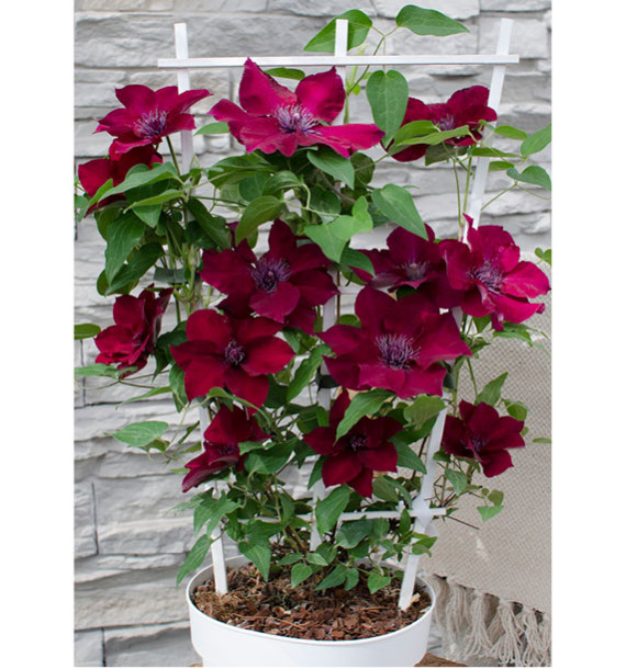 clematite-nubia