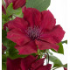 clematite-nubia