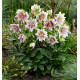 ROSE DE NOEL DOUBLE SPOTTED WHITE