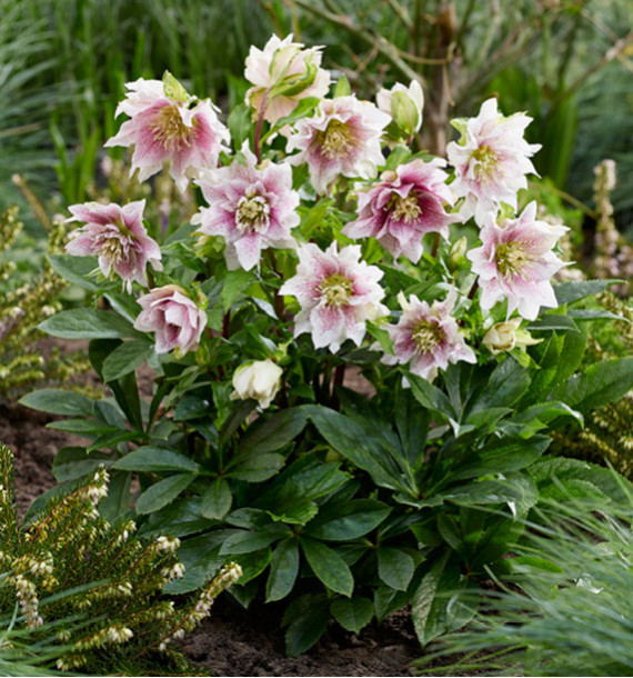 ROSE DE NOEL DOUBLE SPOTTED WHITE