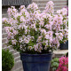 LAGERSTROEMIA INDICA WITH LOVE® BABE