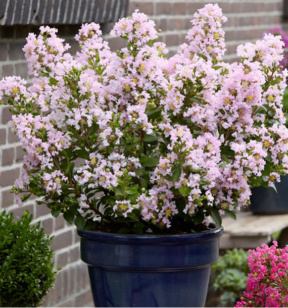 LAGERSTROEMIA INDICA WITH LOVE® BABE