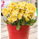 lewisia-safira-yellow