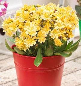 LEWISIA SAFIRA® YELLOW