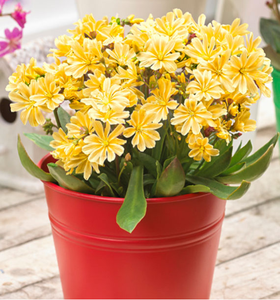 lewisia-safira-yellow