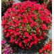 DELOSPERMA DESERT DANCERS ® RED