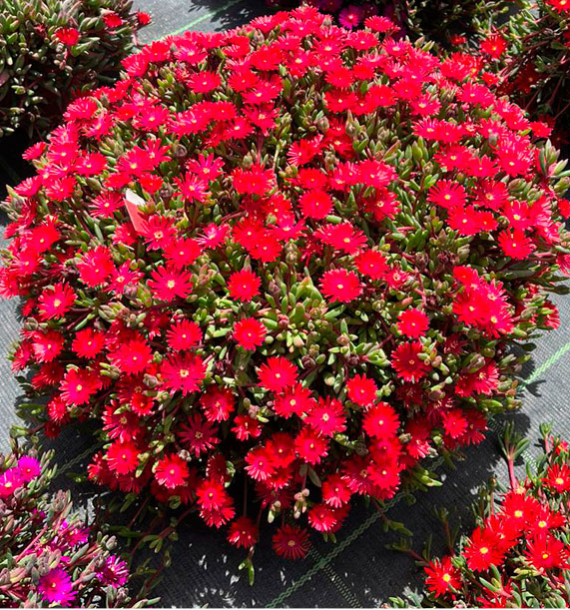 DELOSPERMA DESERT DANCERS ® RED