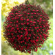 DELOSPERMA DESERT DANCERS ® RED