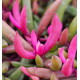 DELOSPERMA DESERT DANCERS ® RED