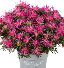 AZALEE STARSTYLE PINK