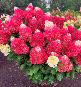 HORTENSIA PANICULATA RED VELVET®