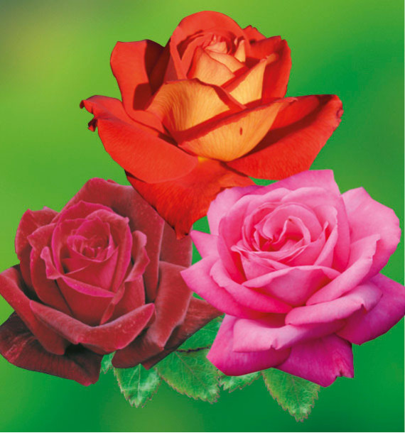 COLIBRIANT 3 ROSIERS : 1 PAPA MEILLAND + 1 LAS VEGAS + 1 PRIMA BALLERINA